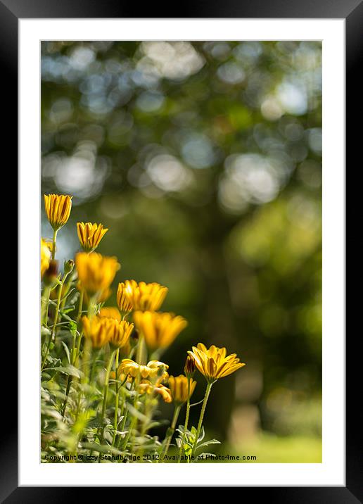 Cape daisies with tree bokeh Framed Mounted Print by Izzy Standbridge