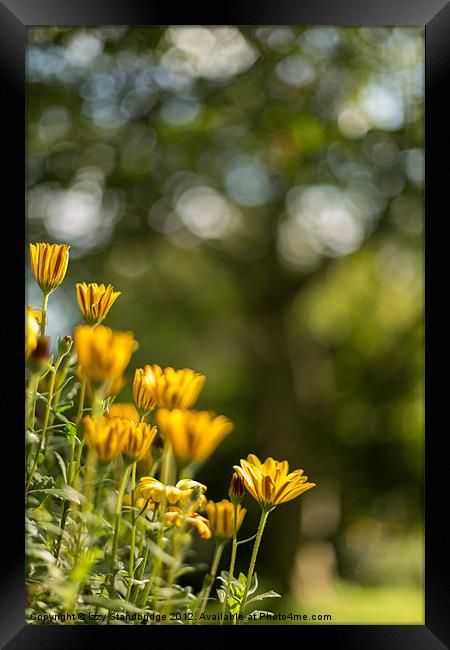Cape daisies with tree bokeh Framed Print by Izzy Standbridge