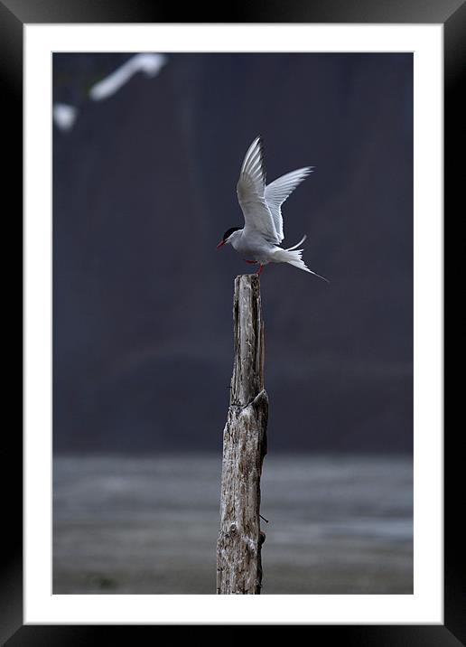 Arctic Tern Framed Mounted Print by Gail Johnson
