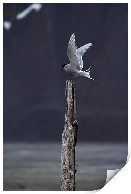 Arctic Tern Print by Gail Johnson