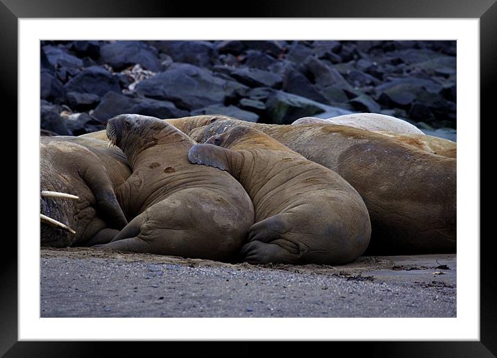 Walrus on beach Framed Mounted Print by Gail Johnson