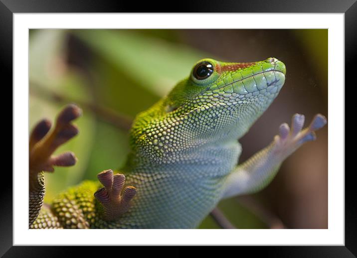 Green Lizard Framed Mounted Print by Gemma Davis