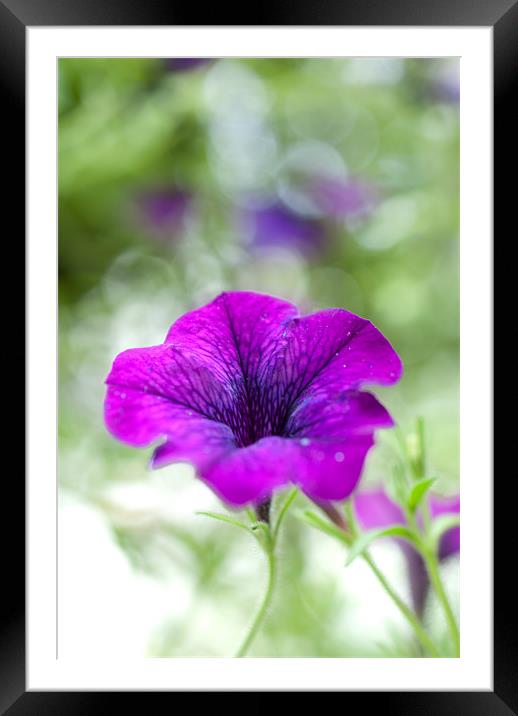 Purple Flower Framed Mounted Print by Gemma Davis