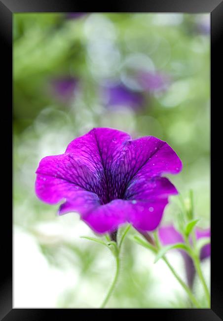 Purple Flower Framed Print by Gemma Davis