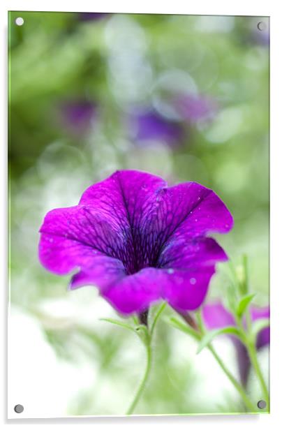 Purple Flower Acrylic by Gemma Davis
