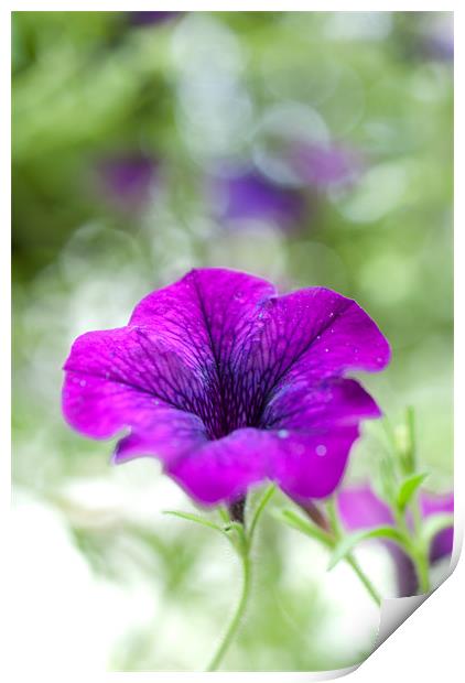 Purple Flower Print by Gemma Davis