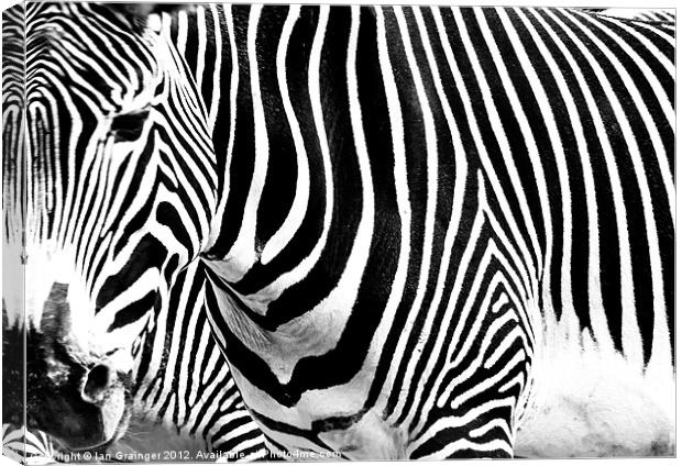 Zebra Crossing Canvas Print by Ian Grainger