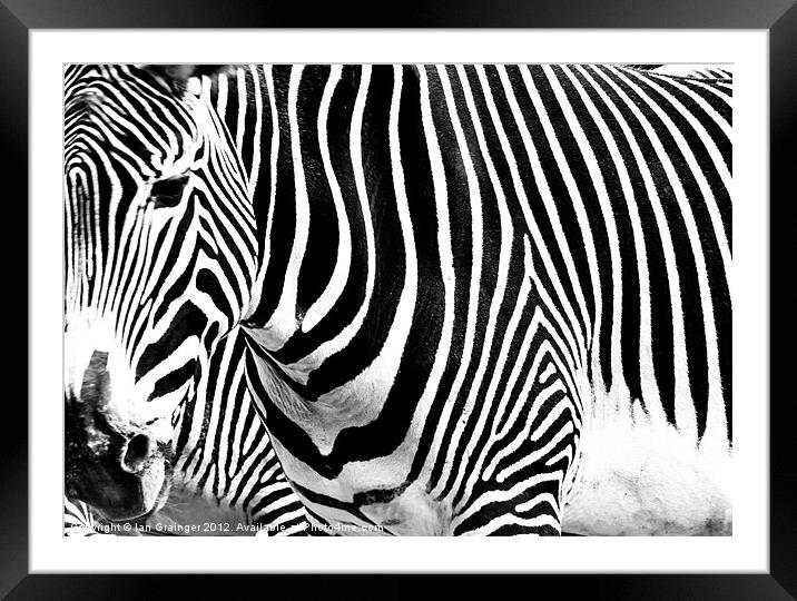 Zebra Crossing Framed Mounted Print by Ian Grainger