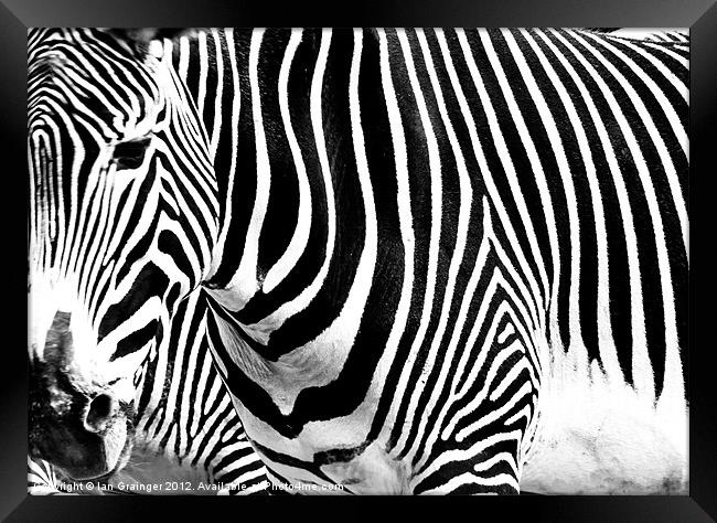 Zebra Crossing Framed Print by Ian Grainger