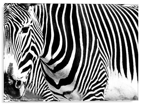 Zebra Crossing Acrylic by Ian Grainger