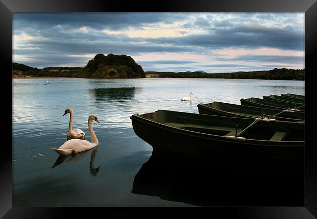 Swans on a Lake Framed Print by Jessica Poole