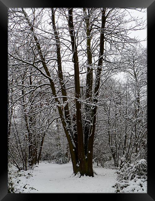 Snowy Forest Framed Print by JASON GUNTER