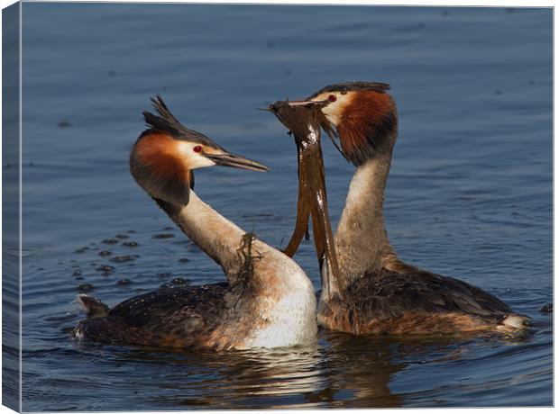 Great Crested Grebes. Canvas Print by Don Davis