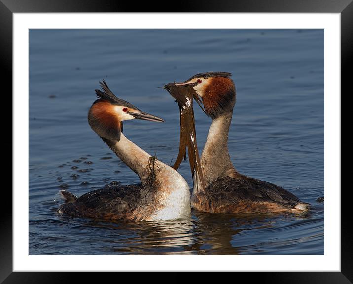 Great Crested Grebes. Framed Mounted Print by Don Davis