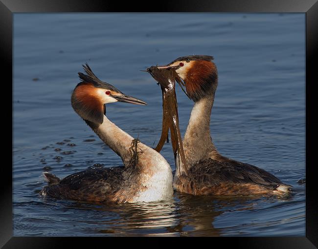 Great Crested Grebes. Framed Print by Don Davis