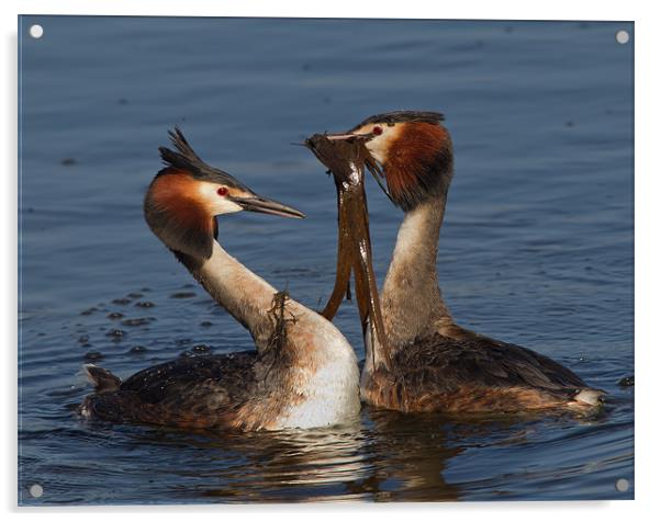 Great Crested Grebes. Acrylic by Don Davis