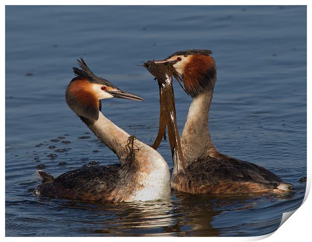 Great Crested Grebes. Print by Don Davis