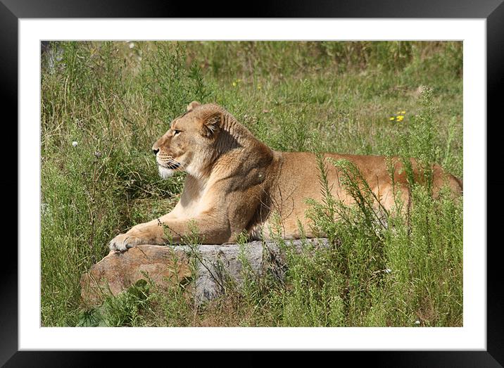 Lioness Framed Mounted Print by Darren Watkinson