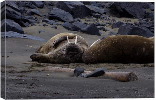 Walrus flat out on a beach Canvas Print by Gail Johnson