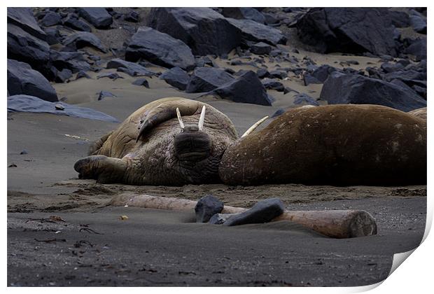Walrus flat out on a beach Print by Gail Johnson