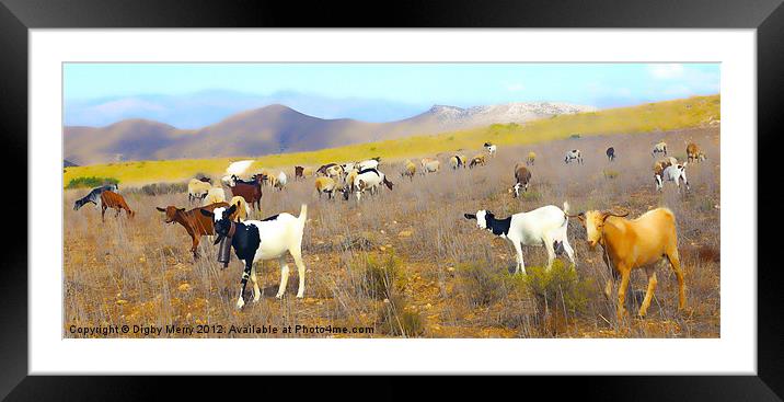 Goats in a landscape Framed Mounted Print by Digby Merry