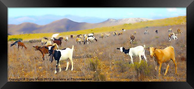 Goats in a landscape Framed Print by Digby Merry