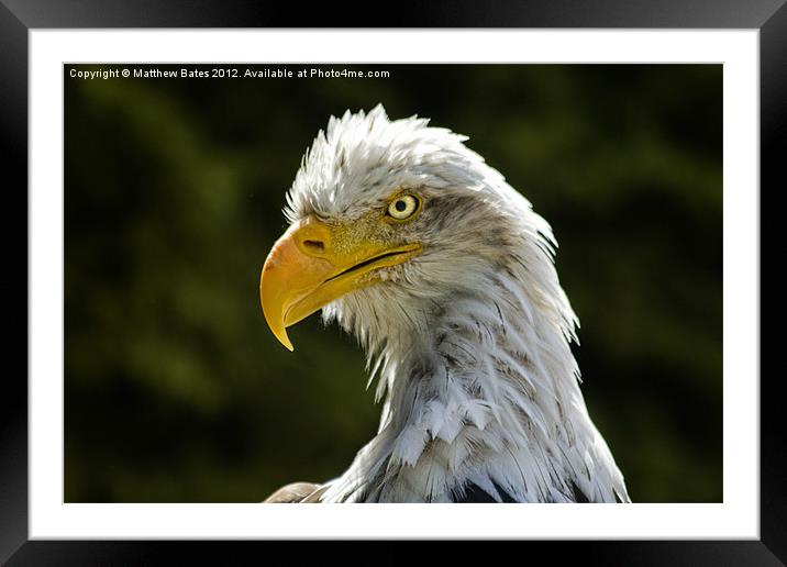 American Bald Eagle Framed Mounted Print by Matthew Bates
