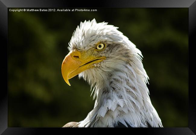 American Bald Eagle Framed Print by Matthew Bates