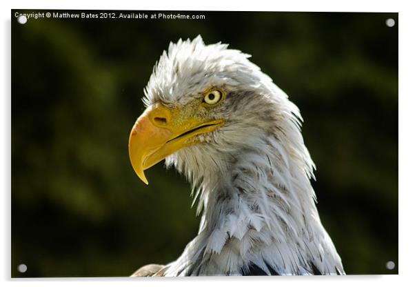 American Bald Eagle Acrylic by Matthew Bates