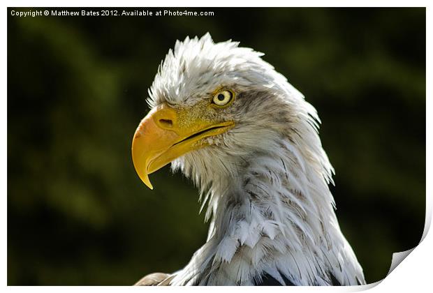 American Bald Eagle Print by Matthew Bates