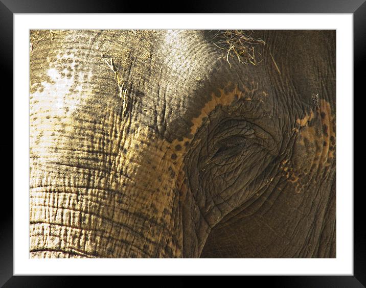 Elephant Eye Framed Mounted Print by Sam Jowett