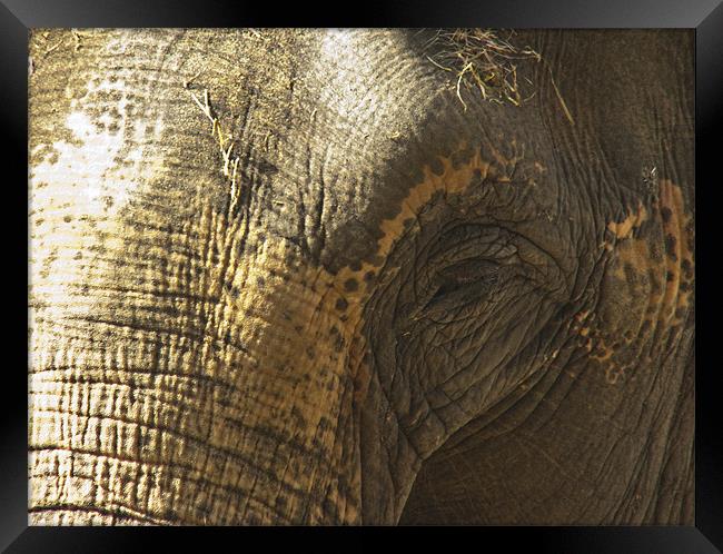 Elephant Eye Framed Print by Sam Jowett