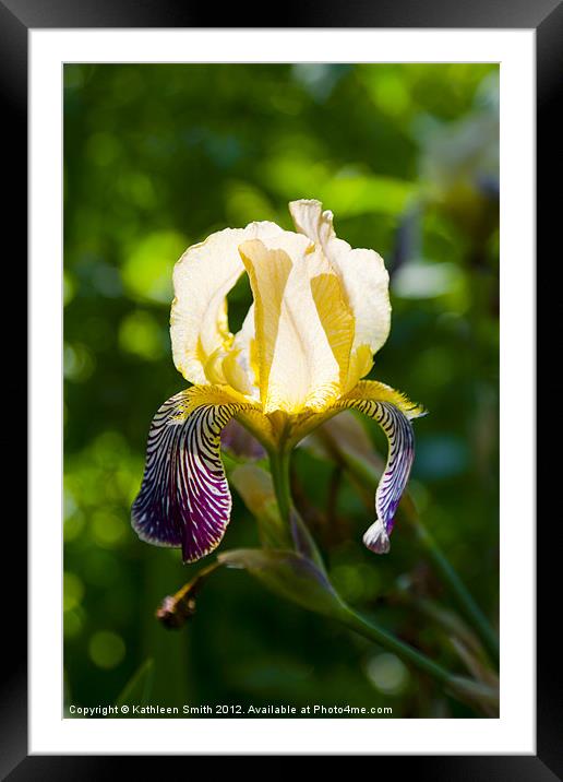 Iris germanica Framed Mounted Print by Kathleen Smith (kbhsphoto)