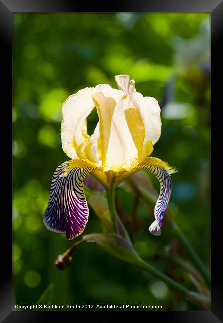 Iris germanica Framed Print by Kathleen Smith (kbhsphoto)