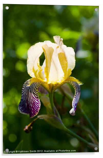 Iris germanica Acrylic by Kathleen Smith (kbhsphoto)