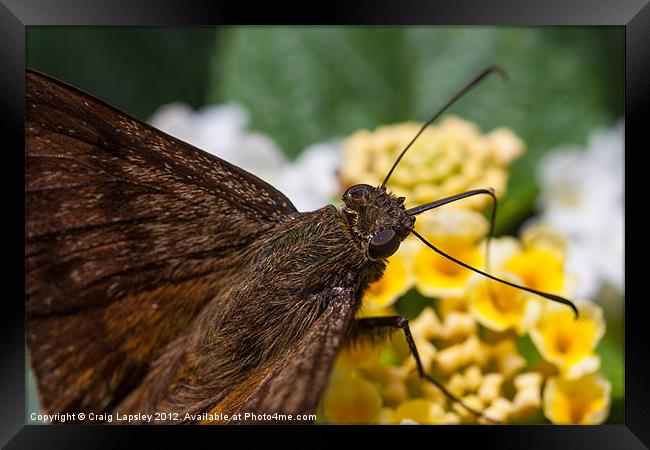 skipper Butterfly close-up Framed Print by Craig Lapsley