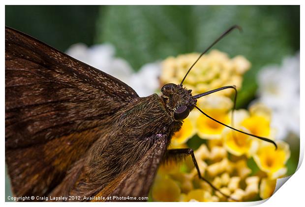 skipper Butterfly close-up Print by Craig Lapsley