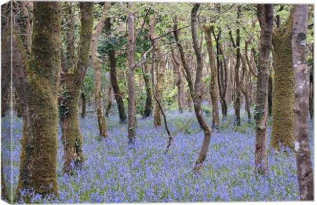 Bluebells, Tehidy Woods, Cornwall Canvas Print by Brian Pierce