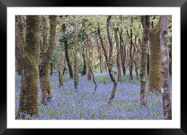 Bluebells, Tehidy Woods, Cornwall Framed Mounted Print by Brian Pierce