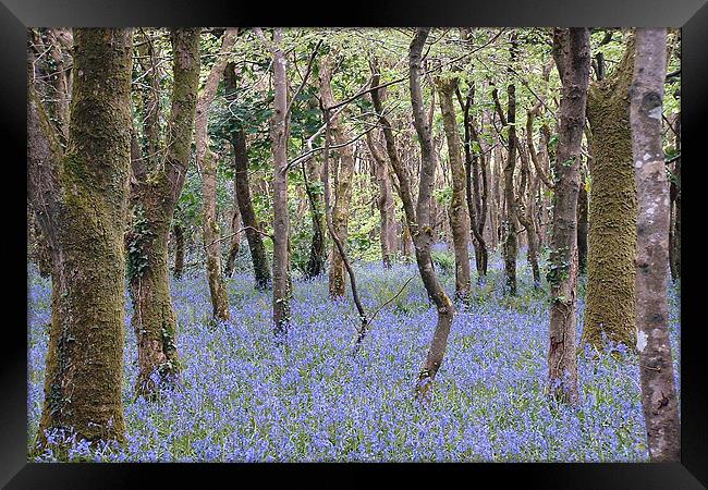 Bluebells, Tehidy Woods, Cornwall Framed Print by Brian Pierce