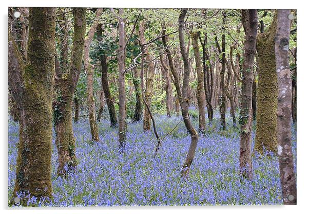 Bluebells, Tehidy Woods, Cornwall Acrylic by Brian Pierce
