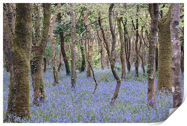 Bluebells, Tehidy Woods, Cornwall Print by Brian Pierce