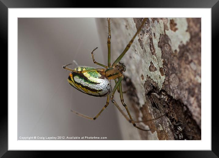 Pretty Green Spider Framed Mounted Print by Craig Lapsley