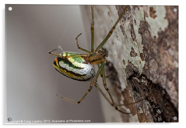 Pretty Green Spider Acrylic by Craig Lapsley