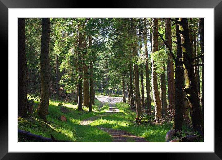 Forest Path, Tyndrum Framed Mounted Print by Lee Osborne