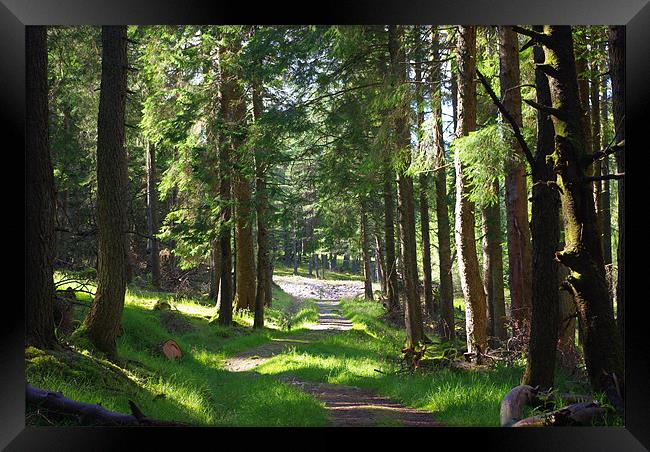 Forest Path, Tyndrum Framed Print by Lee Osborne