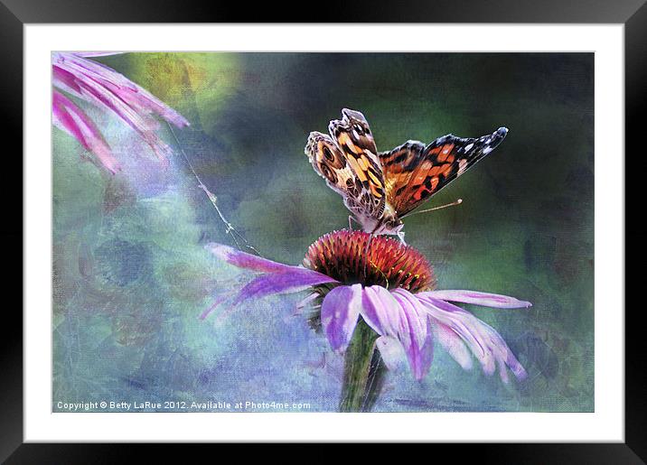 Sunlit Painted Lady Butterfly Framed Mounted Print by Betty LaRue