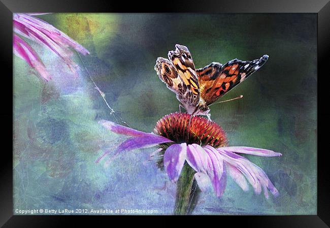 Sunlit Painted Lady Butterfly Framed Print by Betty LaRue