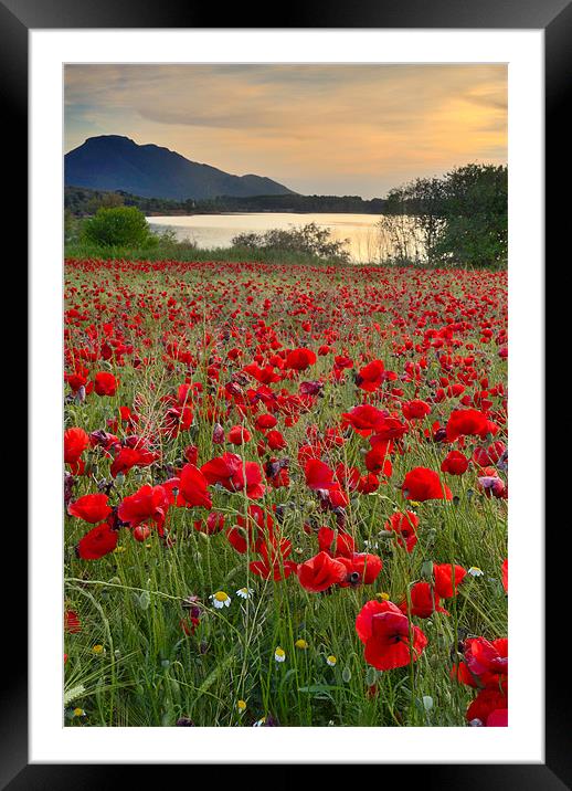 Field of poppies at the lake Framed Mounted Print by Guido Montañes