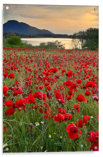Field of poppies at the lake Acrylic by Guido Montañes